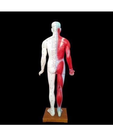 Acupuncture Template - Acupuncture and Male Muscle - 85cm - Half Skin and Half Point Point and Meridians Anatomy - Buy Online on SooperMarket.com