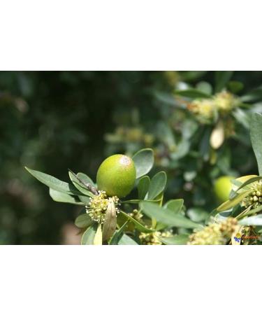 Moroccan Argan Honey 300 g - Buy Online on SooperMarket.com