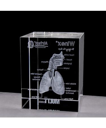 Model of The Human Respiratory System 3D Carved Crystal Medical aids - Buy Online on SooperMarket.com