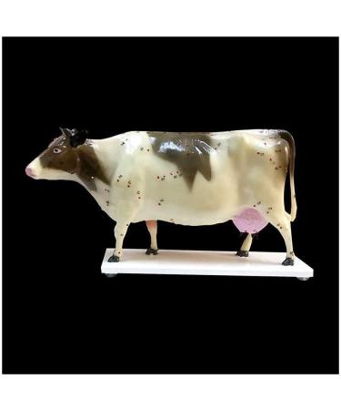 Acupuncture and Moxibustion Model Anatomy Animal Niuniu Diagram Traditional Teaching Organ - Buy Online on SooperMarket.com