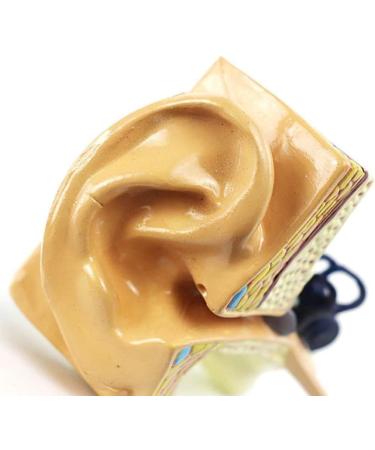 Ear Anatomical Model - Magnification 1.5X Inner Ear Ear System Structure Model Training Model for Medical Medical Practice - Buy Online on SooperMarket.com