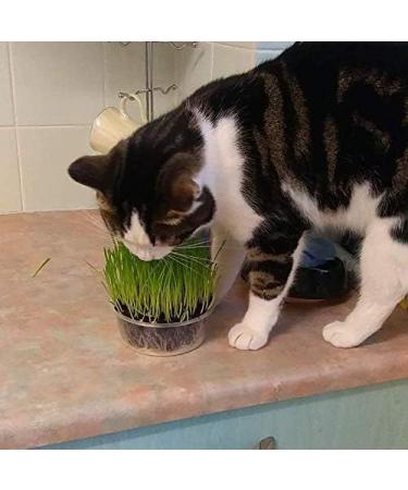 Cat Grass Kits x3 with Extra Strong Catnip - Cat FurNature - Buy Online on SooperMarket.com