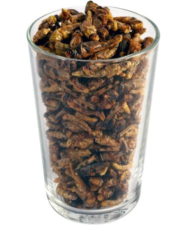 Crunchy Critters Edible Insects Half a pint of Locusts - 40g - Buy Online on SooperMarket.com