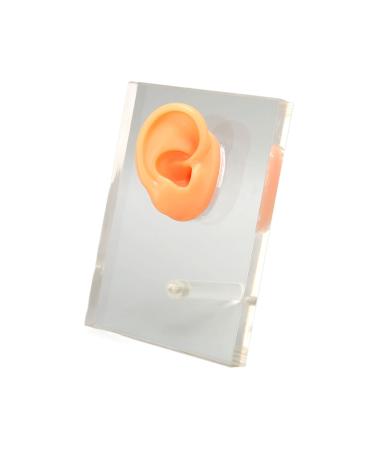 Silicone Ear Model Easy to Use Right Ear Model Fine Details for ENT Hospitals