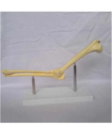 Elbow Joint Model of Dog SSkeleton Bone Model of Dog Ulna Humerus Radial Model - Buy Online on SooperMarket.com