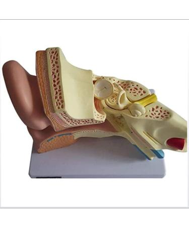 Model of Human Ear Anatomy Removable Medical Teaching Aids Model The Ear Anatomy of The Inner Ear Hearing Teaching Demonstration - Buy Online on SooperMarket.com