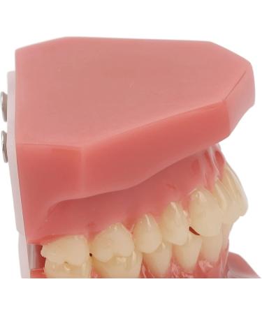 Teeth Demonstration Model - Orthodontic Mouth Training Reusable 28 Tooth Simulation for Dental Professionals & Hospitals - Buy Online on SooperMarket.com