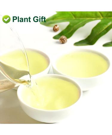 Plantgift Jasmine Dragon Pearls Tea 130g - Premium Green Tea & Oolong Blend - Best Jasmine Tea for a Soothing Experience | International Shipping - Buy Online on SooperMarket.com