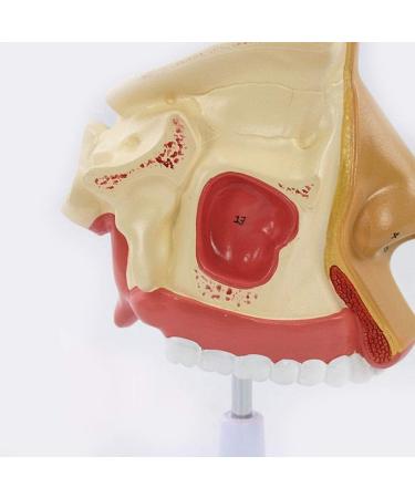 Anatomical Model Throat Nose Model of The Mouth of Nasal Cavity Medical Anatomical - Buy Online on SooperMarket.com