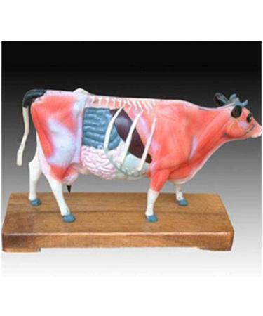 Acupuncture and Moxibustion Model Anatomy Animal Niuniu Diagram Traditional Teaching Organ - Buy Online on SooperMarket.com