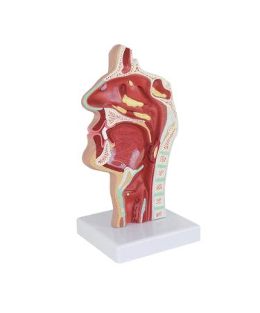Nasopharynx Pathological Display Model Nasal Cavity Oral Cavity Pharynx Larynx Model