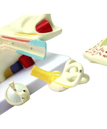 Human Ear Template Outdoor Ear Medium Ear Inner Ear Ear Structure Model Suitable - Buy Online on SooperMarket.com