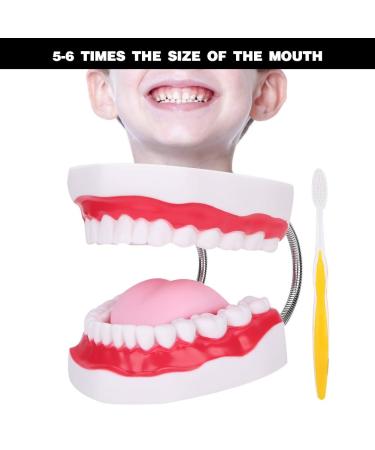Portable Dental Model for Kids - Lifelike Teeth Brushing Demonstration & Educational Teaching Material - Buy Online on SooperMarket.com