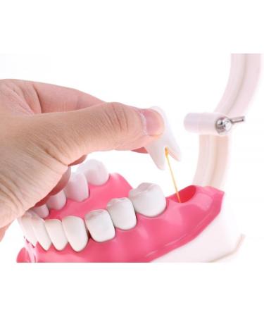 F Fityle 2X Magnification Model Teeth - Removable PVC for Dental Education | International Shipping Available - Buy Online on SooperMarket.com