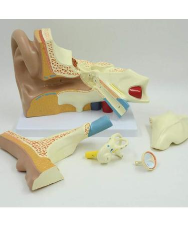 Human Ear Model Professional Ear Simulation Model 6X Magnification Human Organ Model Ear Model 5-Piece Medical Education Model - Buy Online on SooperMarket.com