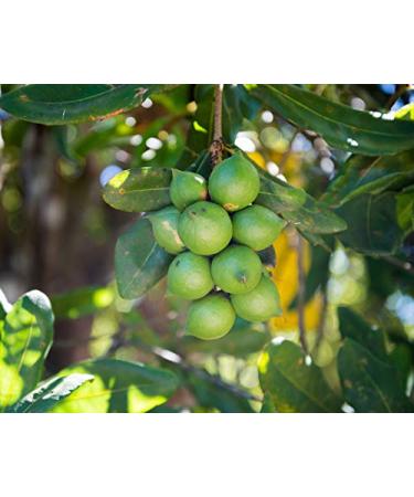 Buy Raw Macadamia Nuts - 5 Pound Bulk Pack | Premium Quality - Buy Online on SooperMarket.com