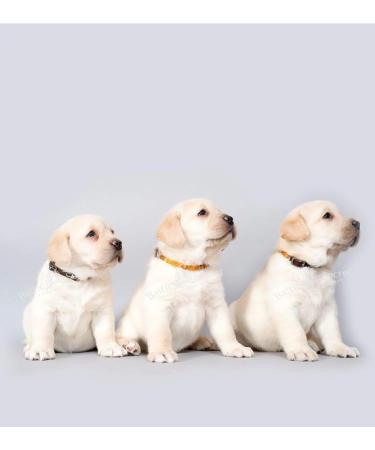 Amber Necklace for Dogs & Cats - Natural Tick & Flea Protection | Baltic Secret - Buy Online on SooperMarket.com