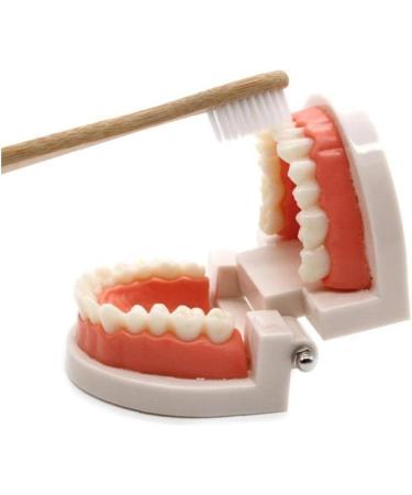 TOSSPER 1set False Tooth Mold Children Early Learning Kids Intelligence Brushing Tooth Teaching Aids Simulated Prop One Size - Buy Online on SooperMarket.com