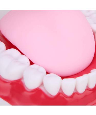 Portable Dental Model for Kids - Lifelike Teeth Brushing Demonstration & Educational Teaching Material - Buy Online on SooperMarket.com