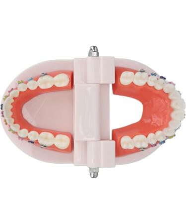 Buy Typodont & Demonstration Tooth Model | Educational Dental Training Tools for Labs - Buy Online on SooperMarket.com