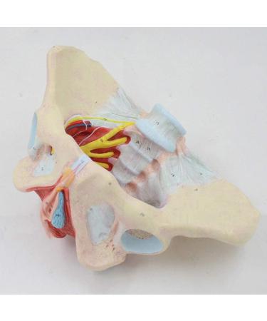 Basin Muscular Template - Woman Pelvic Floor Muscle Nerve Perineal Ligament Model - Anatomical Medical Basin with Pelvian Floor Muscles and Model - Buy Online on SooperMarket.com