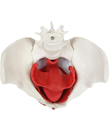 Female Bassin Human Basin Model with Pelvic Floor Muscle Model Ornament - Buy Online on SooperMarket.com