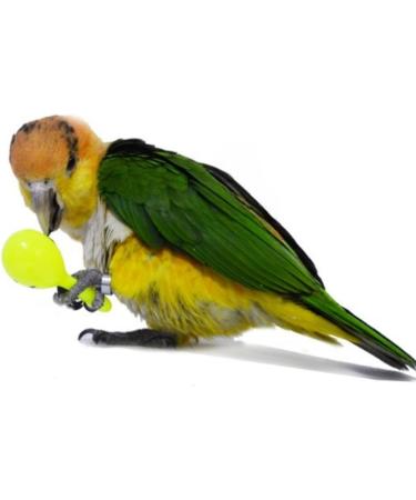 WACURRENTHYD 3PCS- Colourful Mini Ball Sand Hammer Parrot Rattle Shaker Musical Sound Toy Intelligent Sand Hammer Toys for Parakeets Canaries Cockatiels Conure Lovebirds(Random Color) - Buy Online on SooperMarket.com