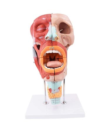 Nose Spelling Mouth and Larynx Model Enlarged Version of The Nasal Cavity Model LAROGLE Model is Suitable for Medical