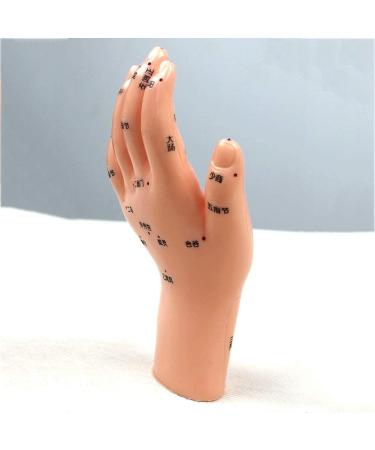 Acupuncture Hand Model Reflexology Acupoint Study Kit - Buy Online on SooperMarket.com