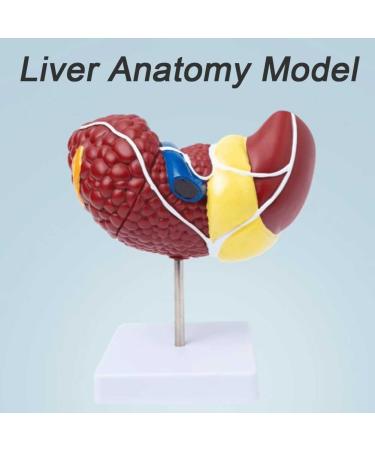 Teaching Model Human Liver Educational Model with Base and Clear Texture and Pathological Features Liver Cirrhosis Model for Medical School Study and Research - Buy Online on SooperMarket.com