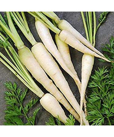 100 Lunar Bianco Carota Semi Speciali per Taste nutriente Verdure Insalate FAI da Te Cucina Deliziosa Semi di Verdure per casa