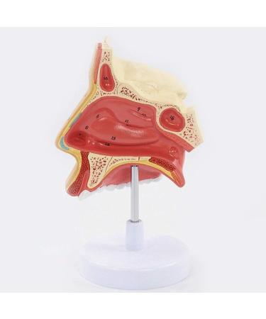Anatomical Model Throat Nose Model of The Mouth of Nasal Cavity Medical Anatomical