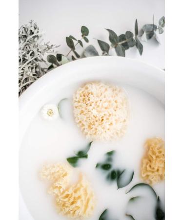 Kyte BABY Natural Sea Sponge 4-5 Inches | Gentle and Eco-Friendly Bath Sponge - Buy Online on SooperMarket.com