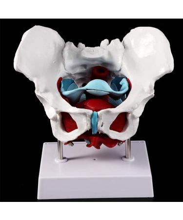 Women's Female Model with Pelvic Floor Muscle Model Natural Laboratory Size - Buy Online on SooperMarket.com