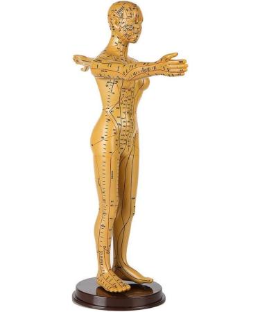 Model Human Acupuncture - Traditional Chinese Medicine Meridian and Acupoint Teaching - Man and Woman Acupuncture with Points - Includes Hands At - Buy Online on SooperMarket.com