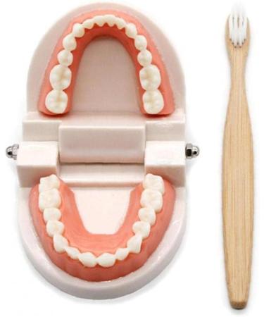 TOSSPER 1set False Tooth Mold Children Early Learning Kids Intelligence Brushing Tooth Teaching Aids Simulated Prop One Size - Buy Online on SooperMarket.com