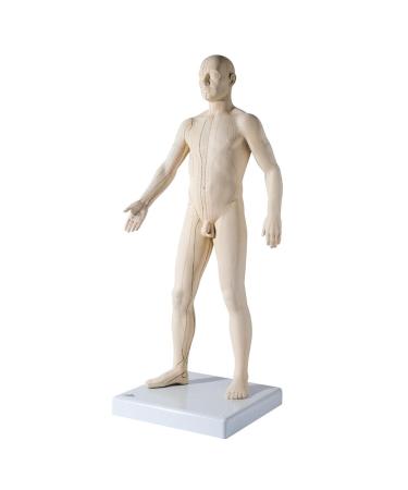 3B Scientific N30 Acupuncture Male Model 31.5-Inchx11.4-Inchx10.2-Inch