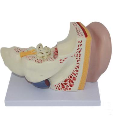 4X Enlarged Ear Anatomical Model 3-Piece Detachable Human Ear Model Teaching Ear Simulation Model Shows External Middle and Heart Ear - Buy Online on SooperMarket.com