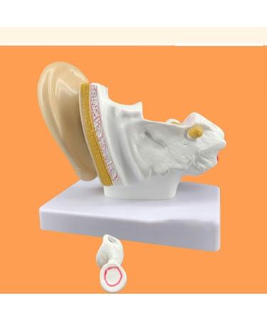 Anatomy Ear Model Human Anatomical Ear Joint Simulation Model (Outdoor Medium Inner Ear) 1.5-fold Size Body Hearing System Description - Buy Online on SooperMarket.com