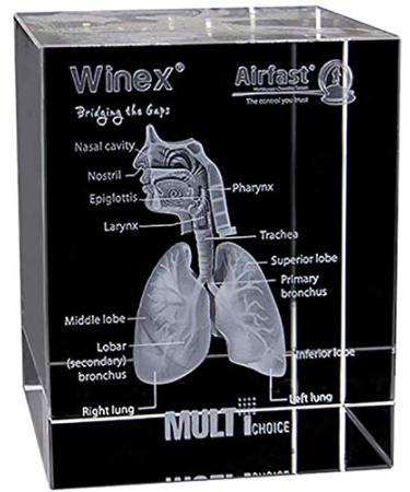Model of The Human Respiratory System 3D Carved Crystal Medical aids