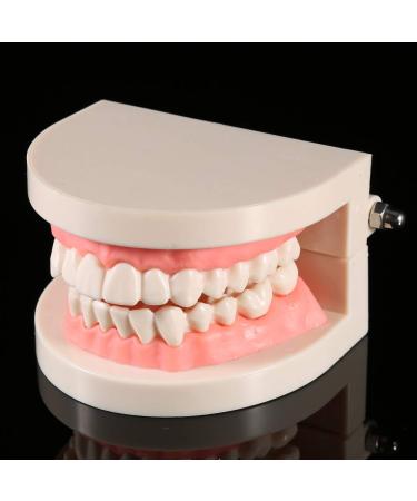 Buy Educion Teeth Bagima 10x8x7 PVC Dental Model for Kids - Effective Tooth Brushing Teaching Tool | International Shipping Available - Buy Online on SooperMarket.com