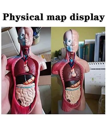 Human Body Torso Model - Half Body Torso Model 28 cm with Organs - Detachable Medical Education Model 19 Pieces -for Training aid Medical - Buy Online on SooperMarket.com