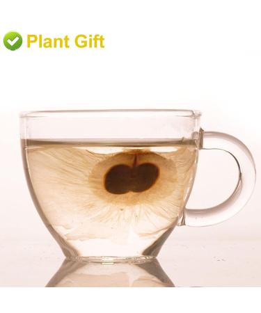 Buy Semen Oroxyli 40g - Jade Butterfly Tea (Oroxylum Indicum) | Herbal Chinese Health Tea | International Shipping - Buy Online on SooperMarket.com