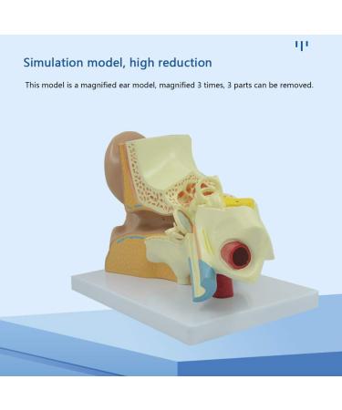 Human Ear Model 3X Enlarged 3-Piece Ear Anatomy Model Professional Ear Simulation Model Shows External Middle and Inner Ear for Medical Education - Buy Online on SooperMarket.com