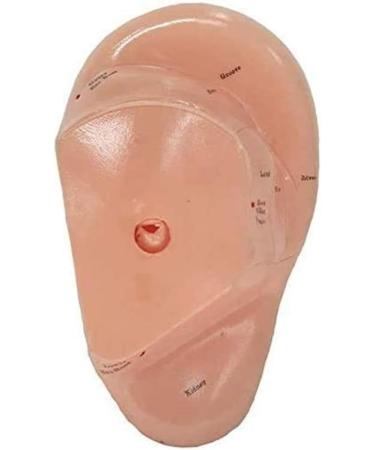 10 Pieces Anatomical Model of Human Ear Acupuncture with Acupuncture Points English Version Ear pins Model for Study - Buy Online on SooperMarket.com