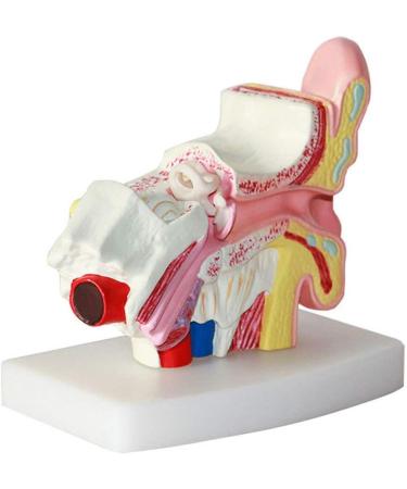 Ear Model Human Ear Anatomeme Model 1.5 Fold Magnification Model Suitable for Medical - Buy Online on SooperMarket.com