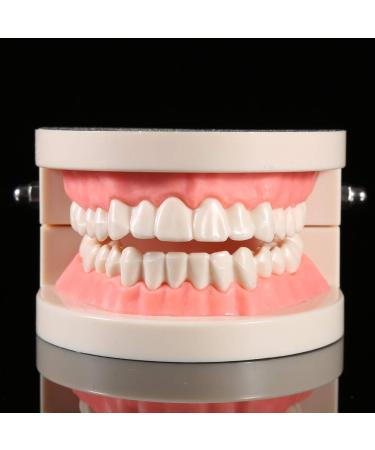 Buy Educion Teeth Bagima 10x8x7 PVC Dental Model for Kids - Effective Tooth Brushing Teaching Tool | International Shipping Available - Buy Online on SooperMarket.com