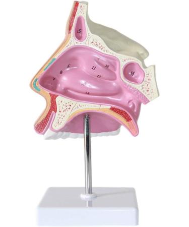 Nasal Cavity Model - Nose Anatomical Model - for Medical Research Doctor Patient - Buy Online on SooperMarket.com
