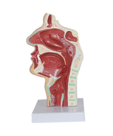 Nasal Pathology Human Body Mouth Nose and Throat Disease Model 23 11 11CM