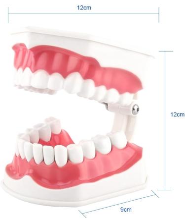FafeICY 1PC 28 Teeth Teaching Toothbrush Model - Dentist Tool with Handy Toothbrush & Poster for Study Demonstration - Buy Online on SooperMarket.com